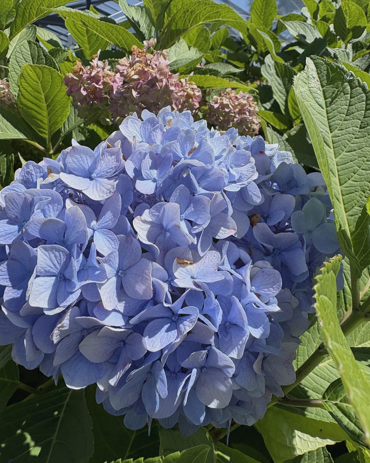 A hydrangea head, blue fading to rose, against its leaves
